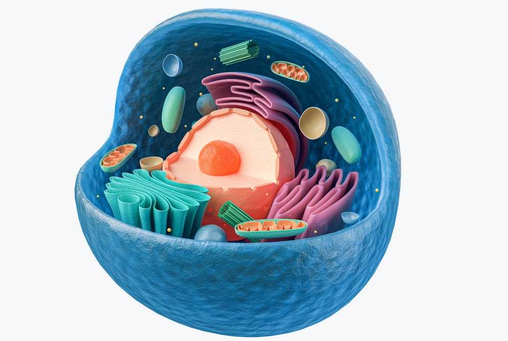 parts of animal cell diagram