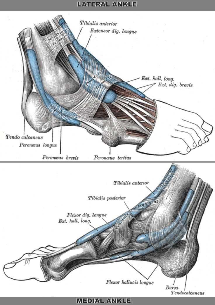 name of foot parts diagram