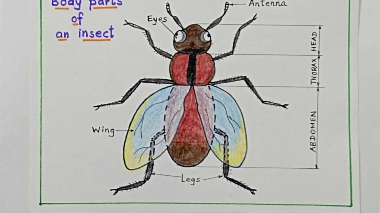 parts of an insect diagram