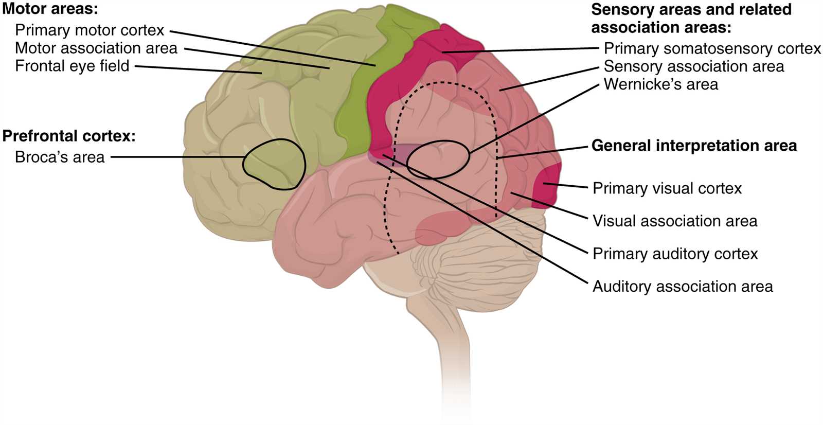 parts of the brain and their functions diagram