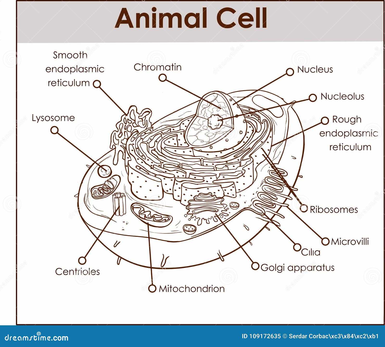 parts of animal cell diagram