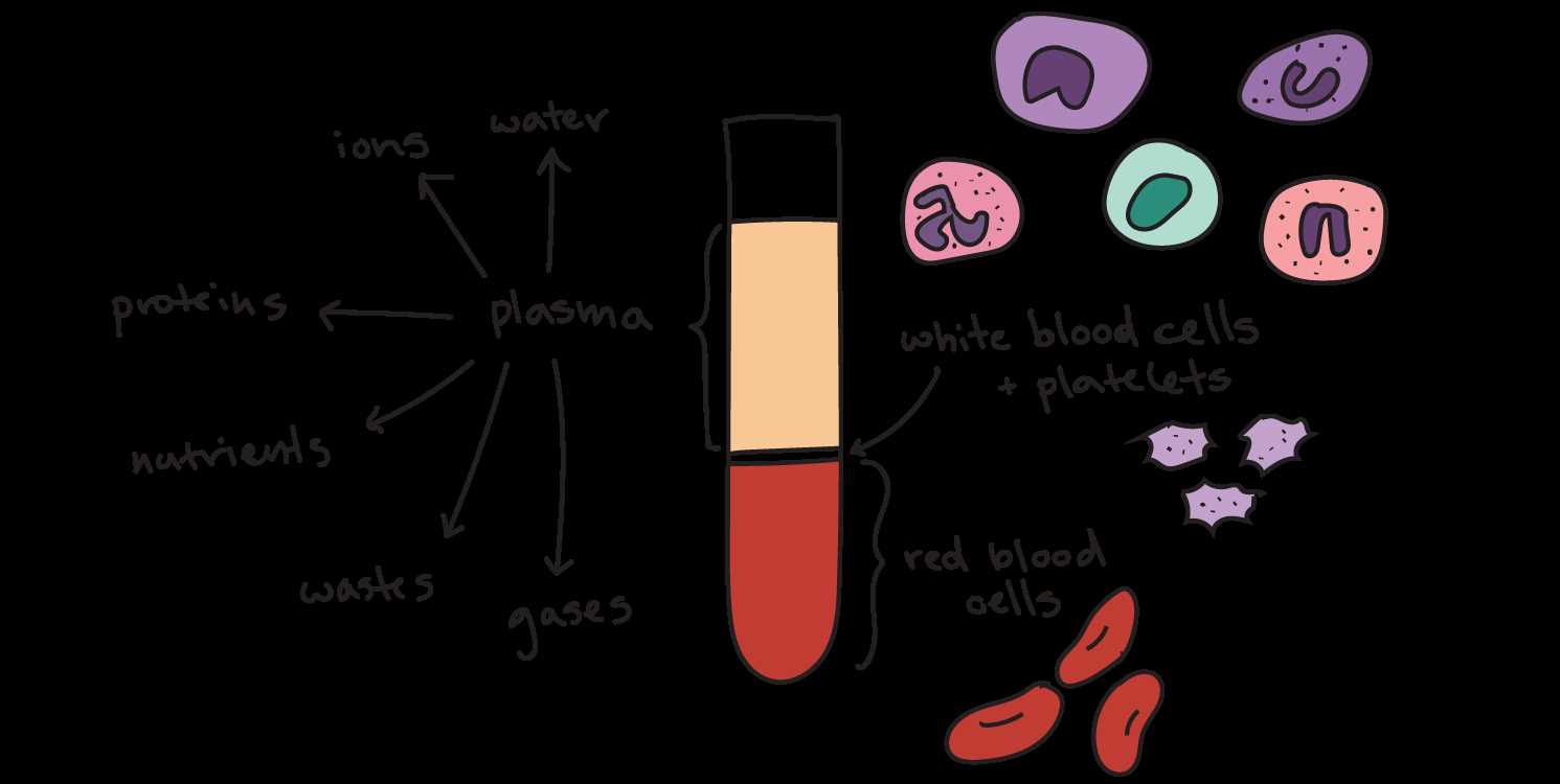 parts of blood diagram