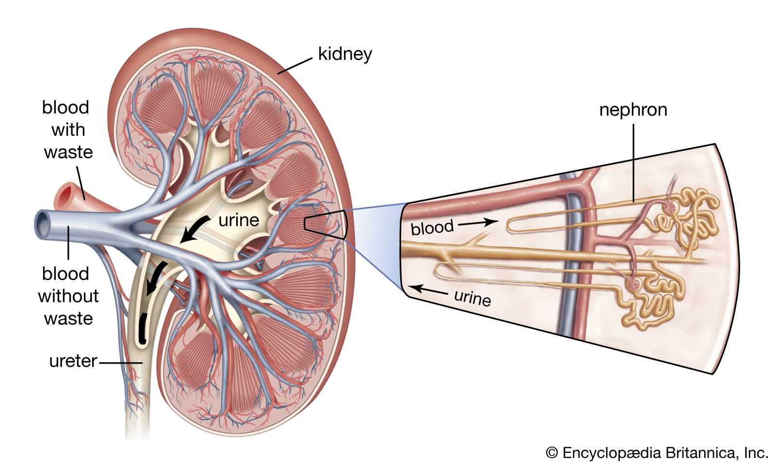 kidney diagram with parts