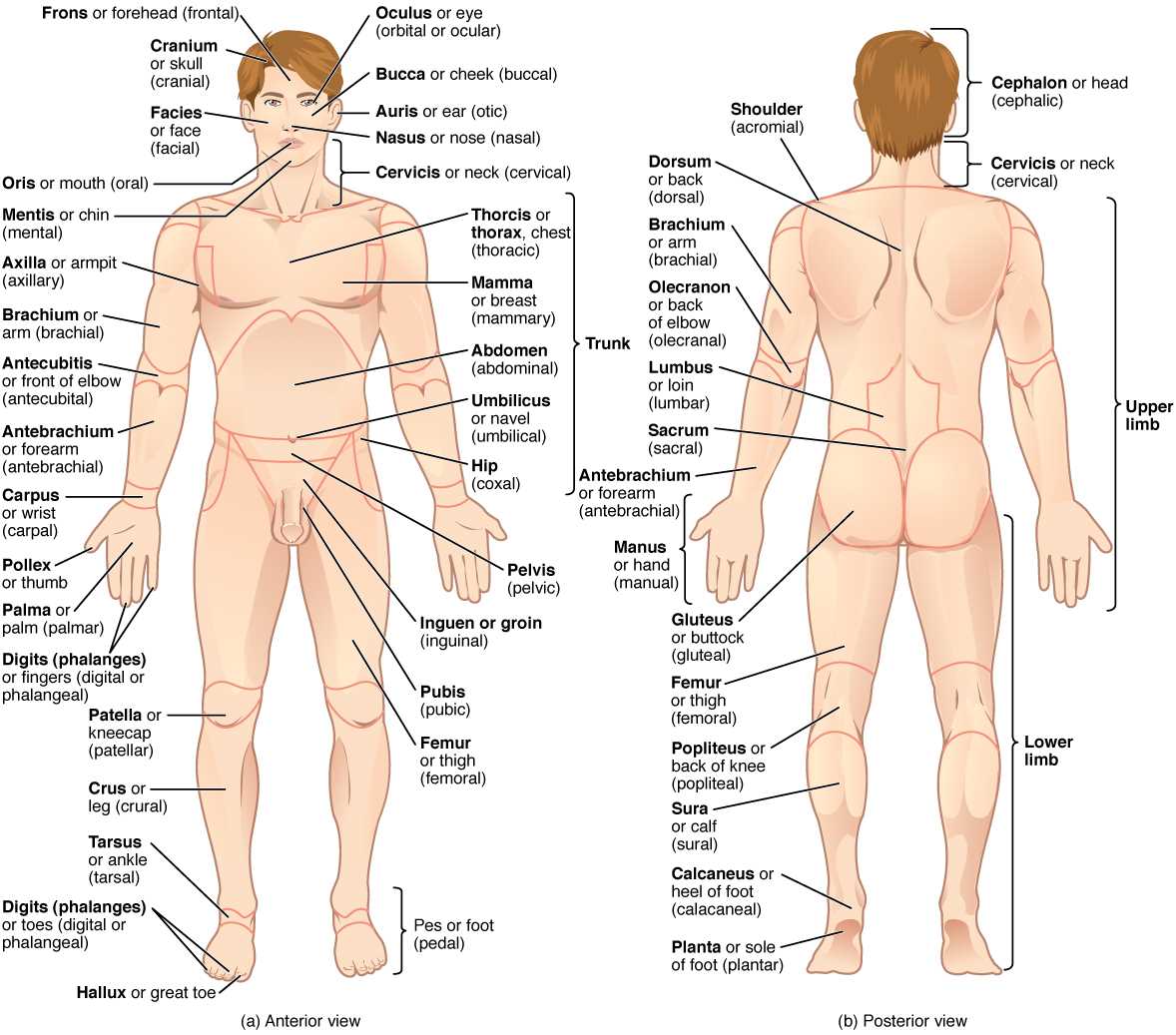 body parts diagram back