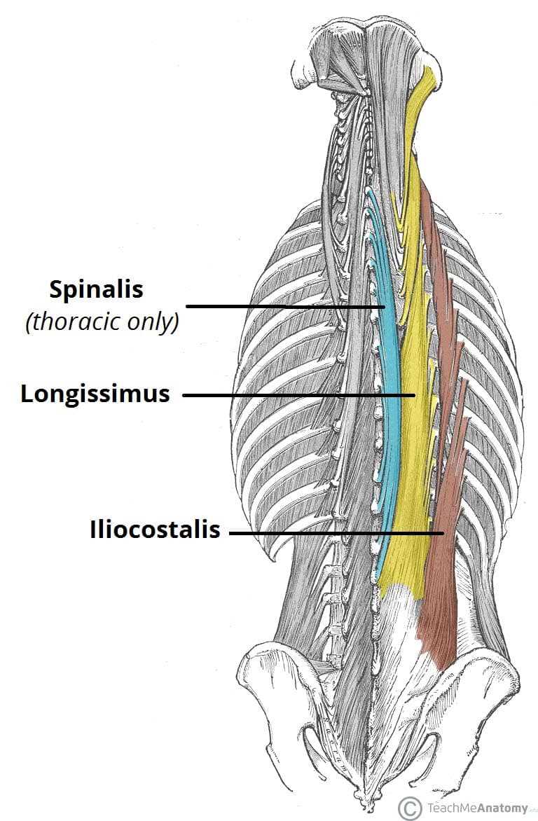 parts of your back diagram