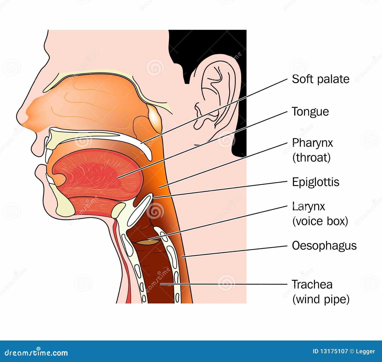 parts of the throat and neck diagram