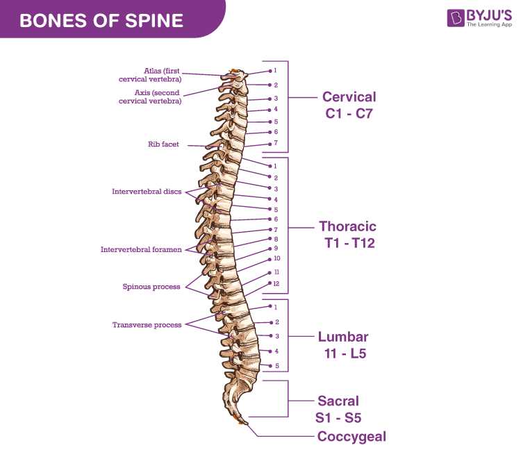 spine parts diagram