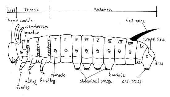 parts of a caterpillar diagram