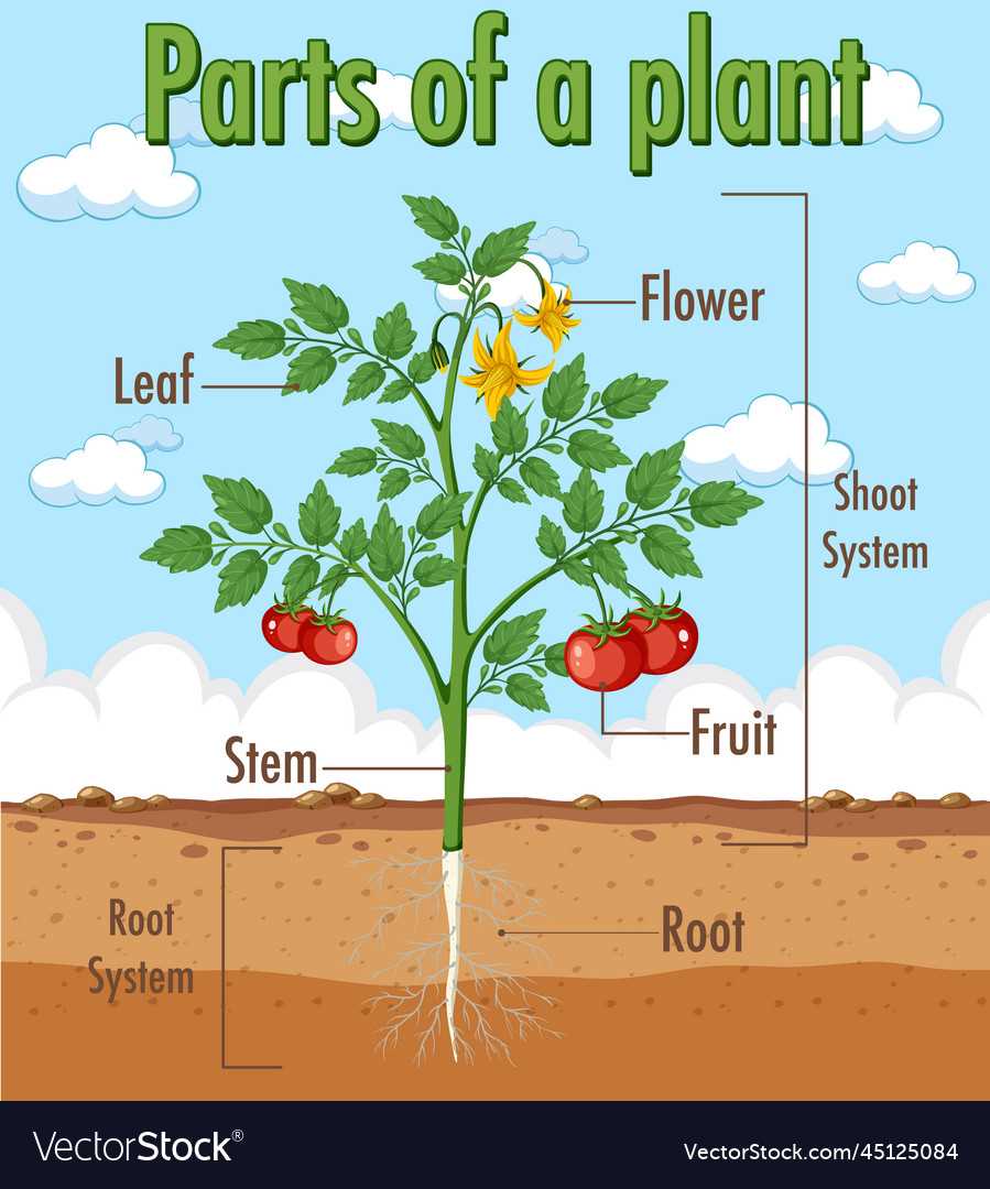 tree diagram parts