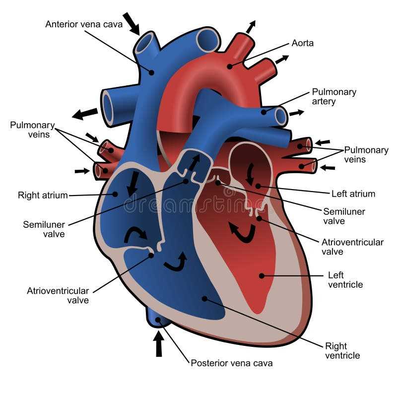 parts of blood diagram