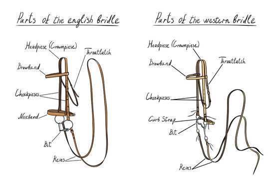 horse bridle parts diagram