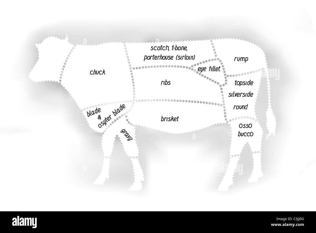 cow parts diagram