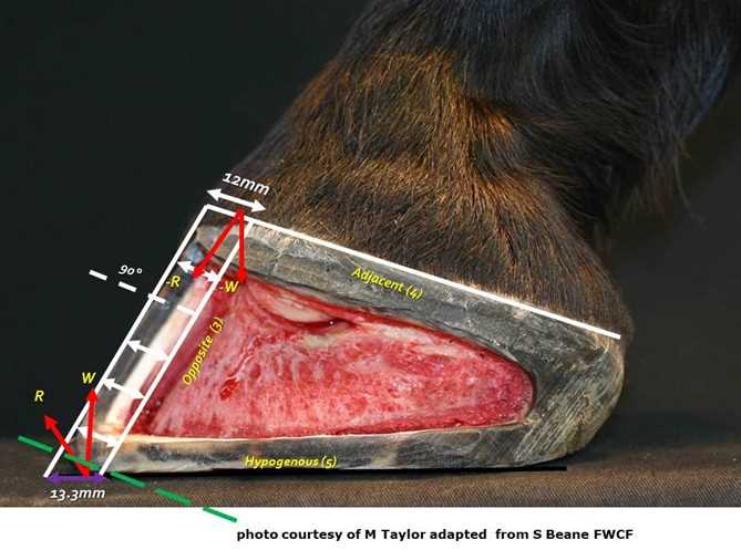 parts of the horse hoof diagram