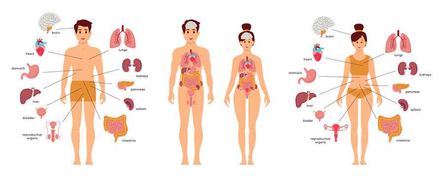 womens body parts diagram