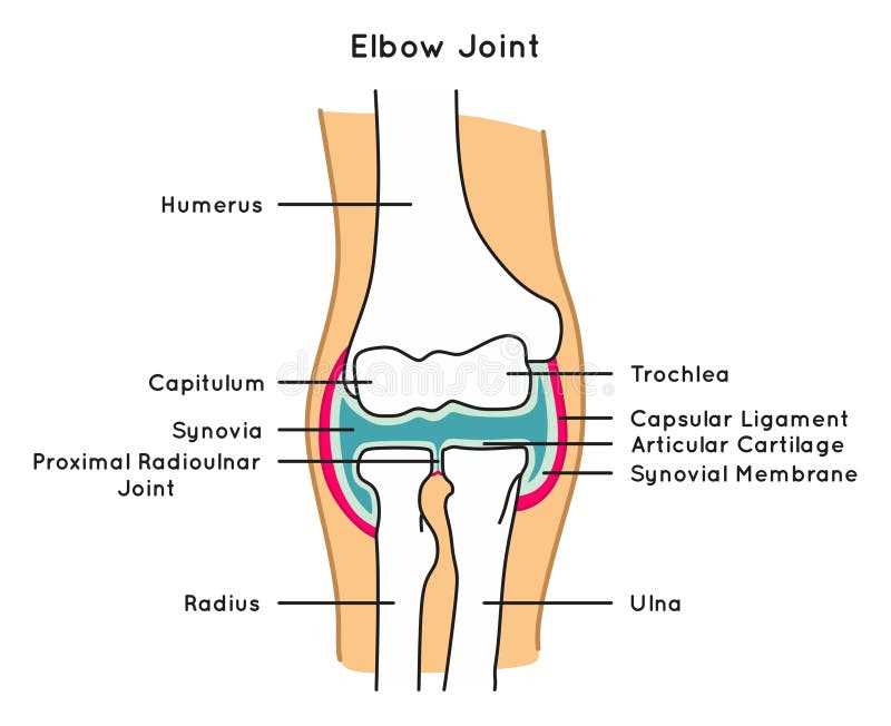 elbow parts diagram