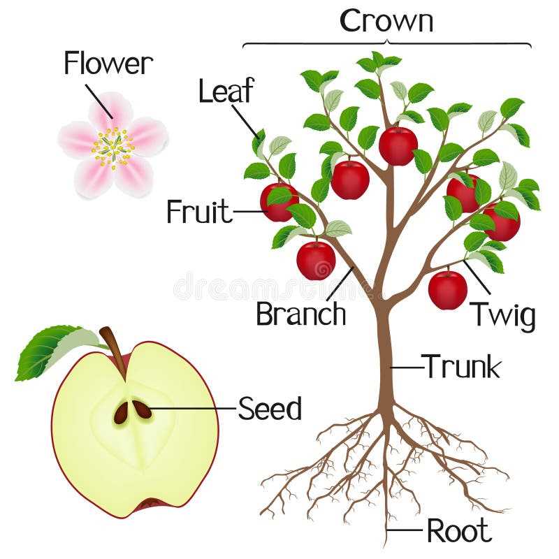 parts of an apple tree diagram