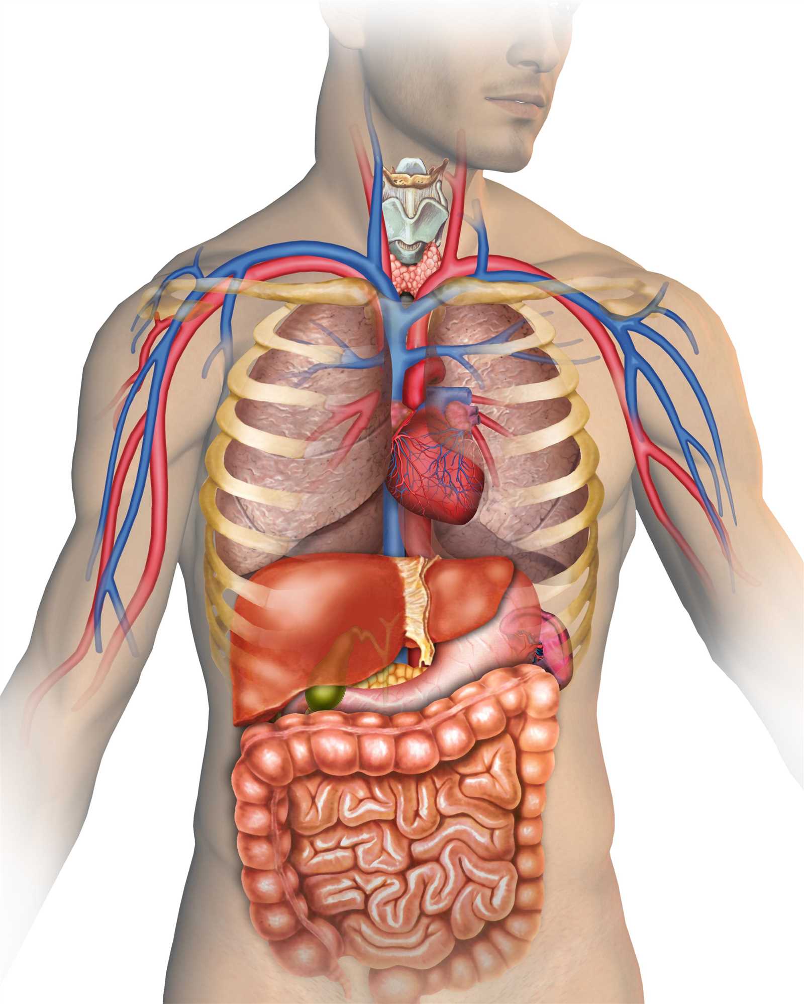 body parts diagram male