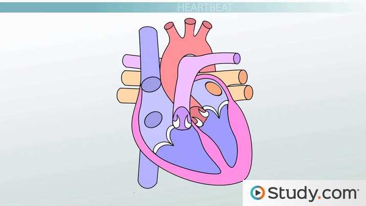 parts of your heart diagram