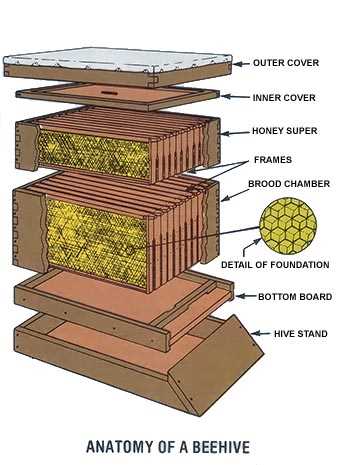 bee hive parts diagram