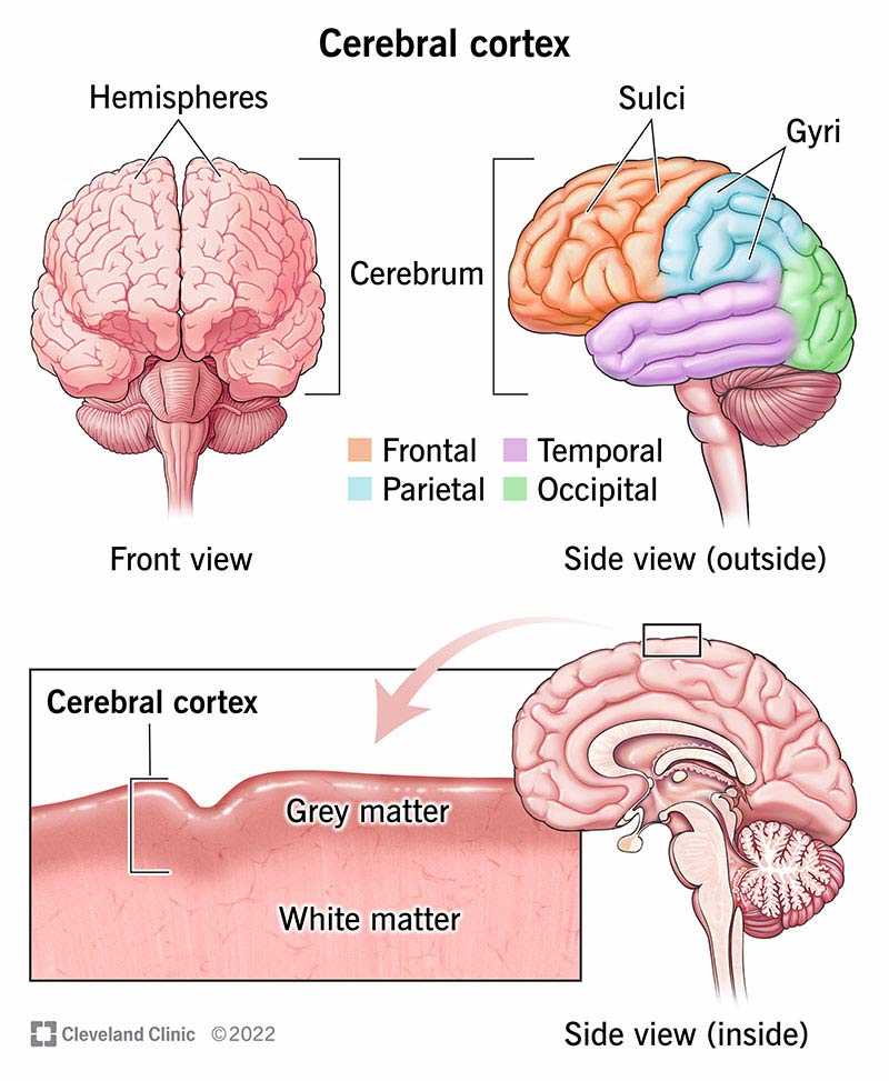 parts of the brain and their functions diagram