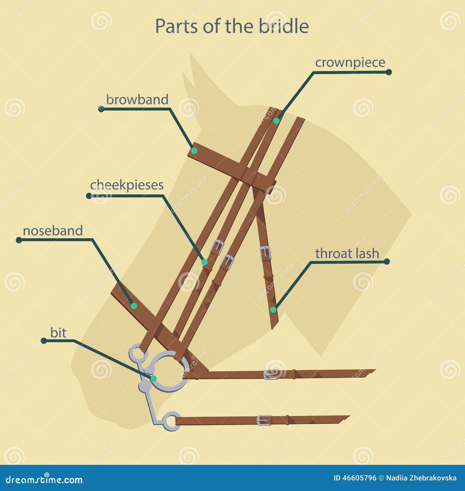 horse bridle parts diagram