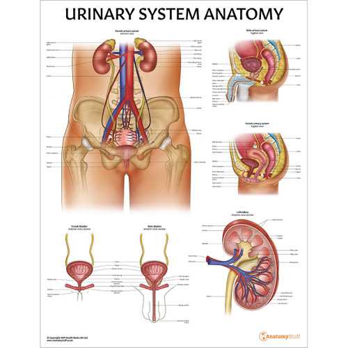 parts of urinary system diagram