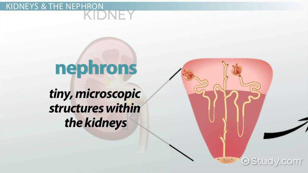 parts of the kidney diagram