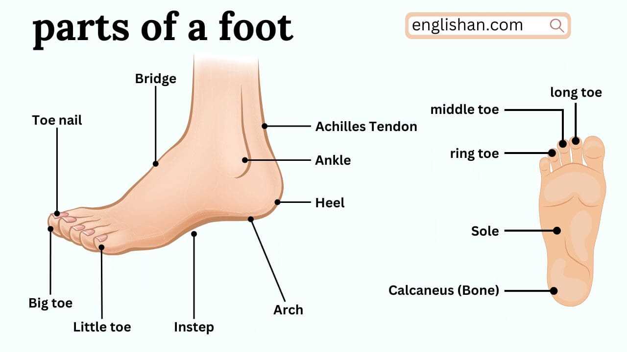 parts of leg diagram