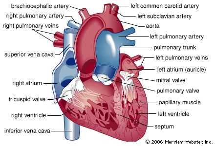 parts of human heart diagram