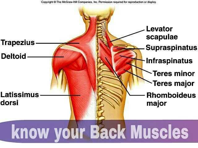 parts of your back diagram