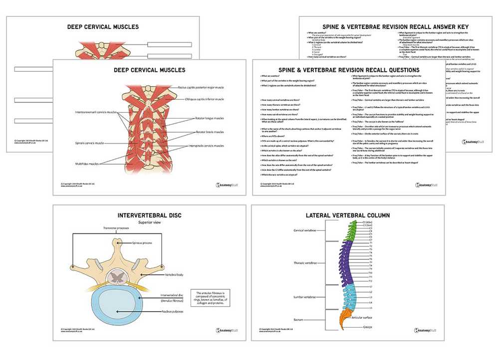 parts of spine diagram