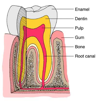 parts of tooth diagram