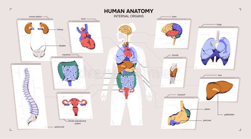 body parts female diagram