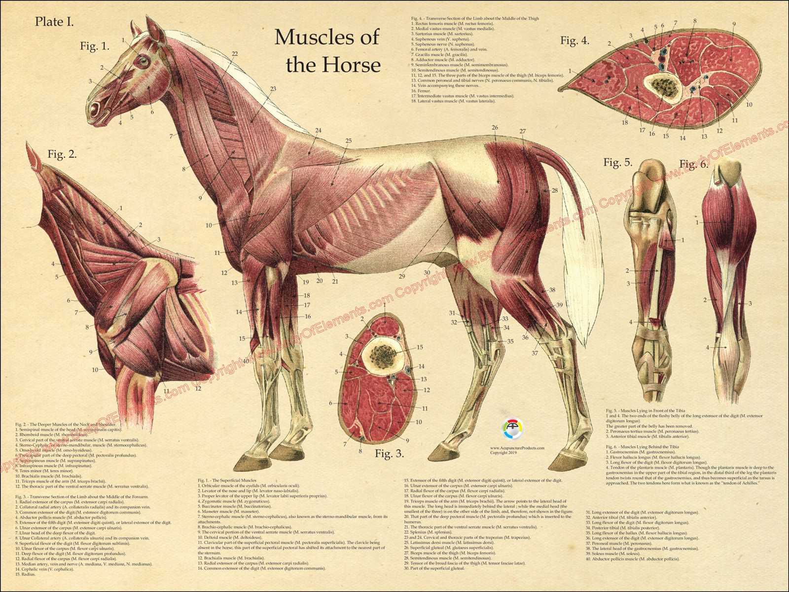 body parts of a horse diagram