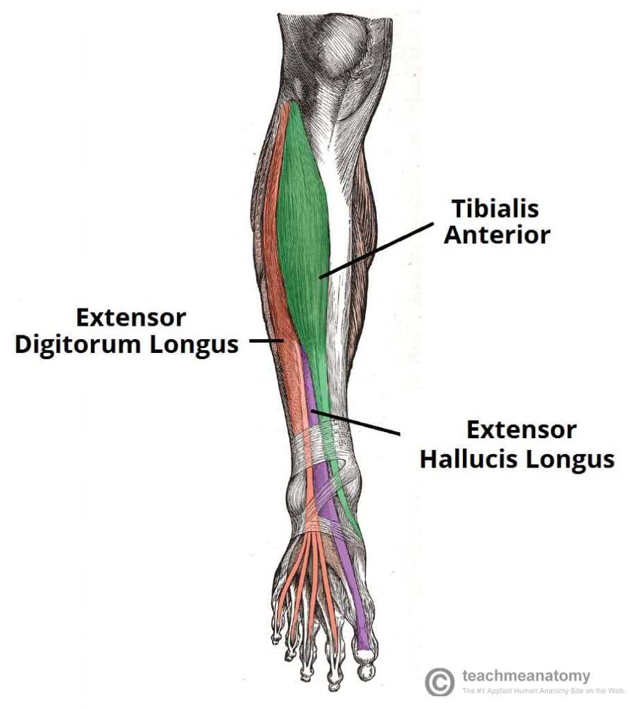 parts of leg diagram