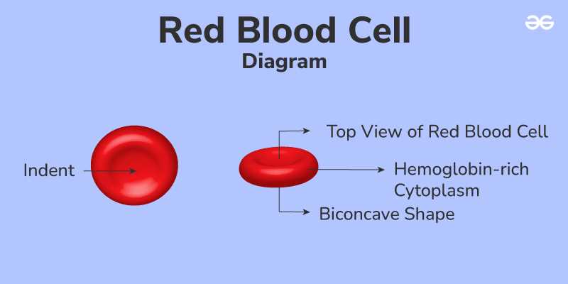 parts of blood diagram