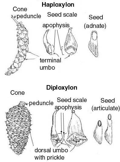 parts of a pine cone diagram