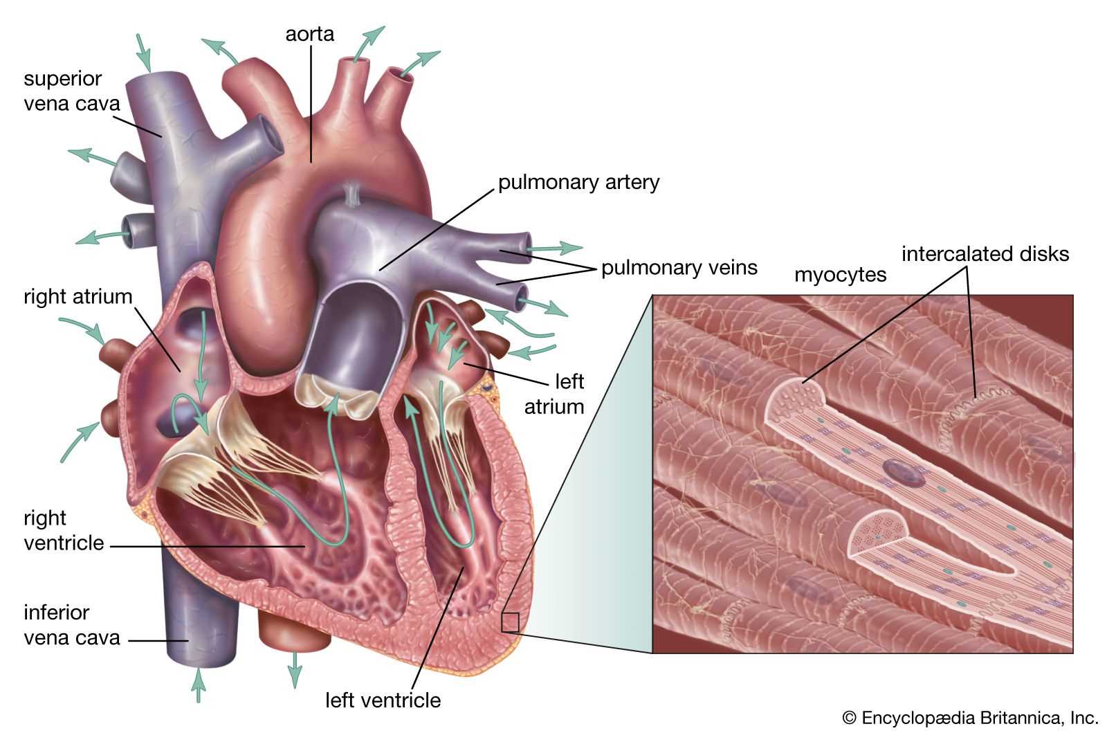 parts of your heart diagram