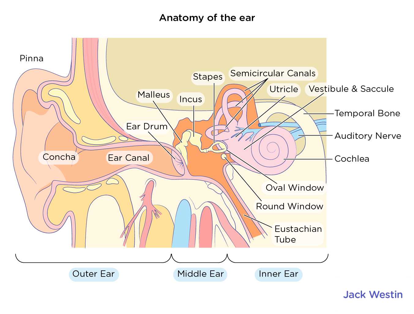 parts of brain and functions diagram mcat