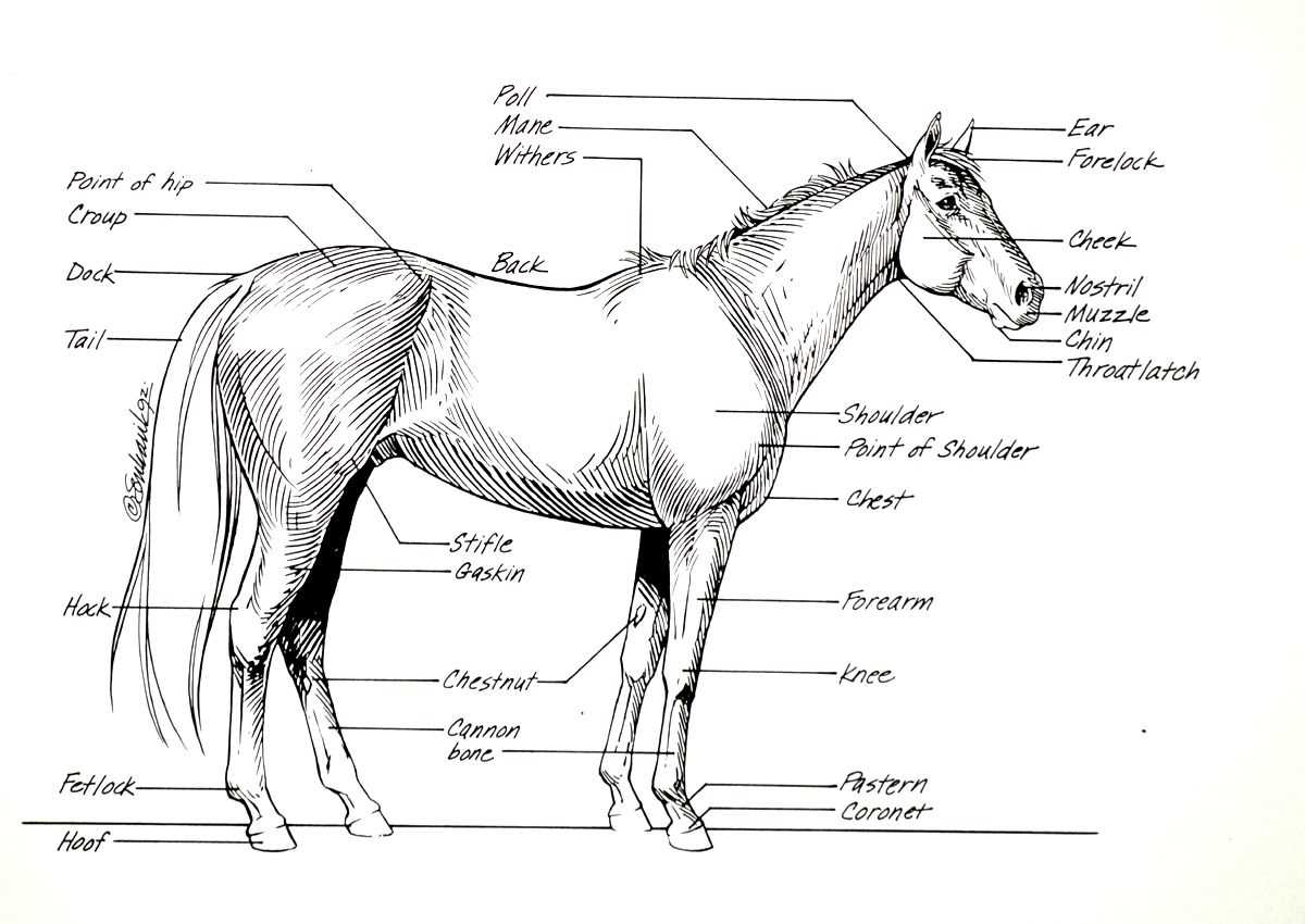 body parts of a horse diagram