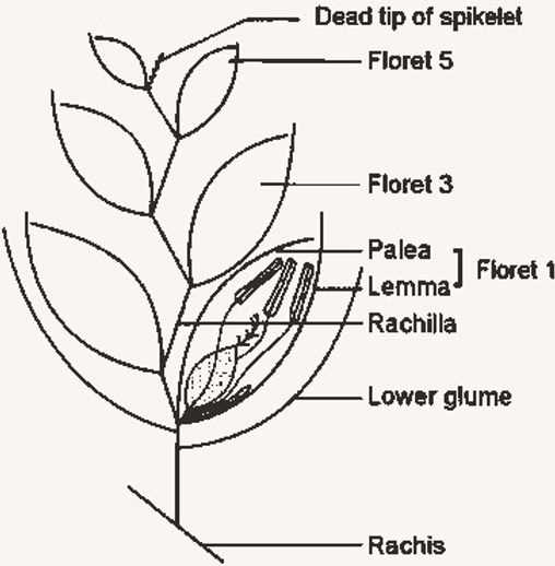 wheat plant parts diagram