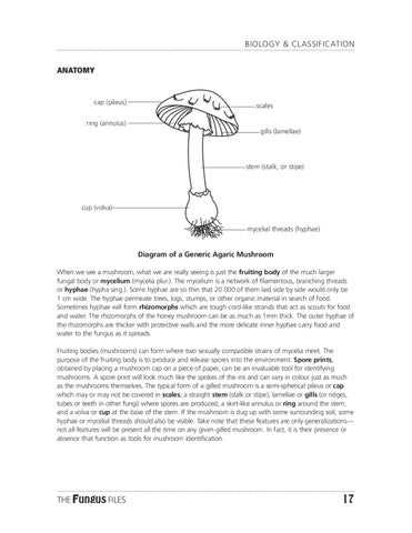 parts of mushroom diagram