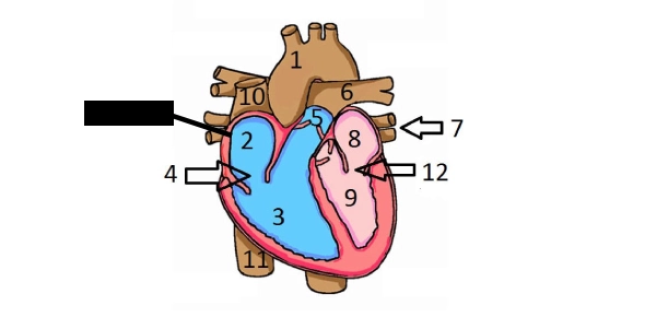 parts of the heart diagram quiz