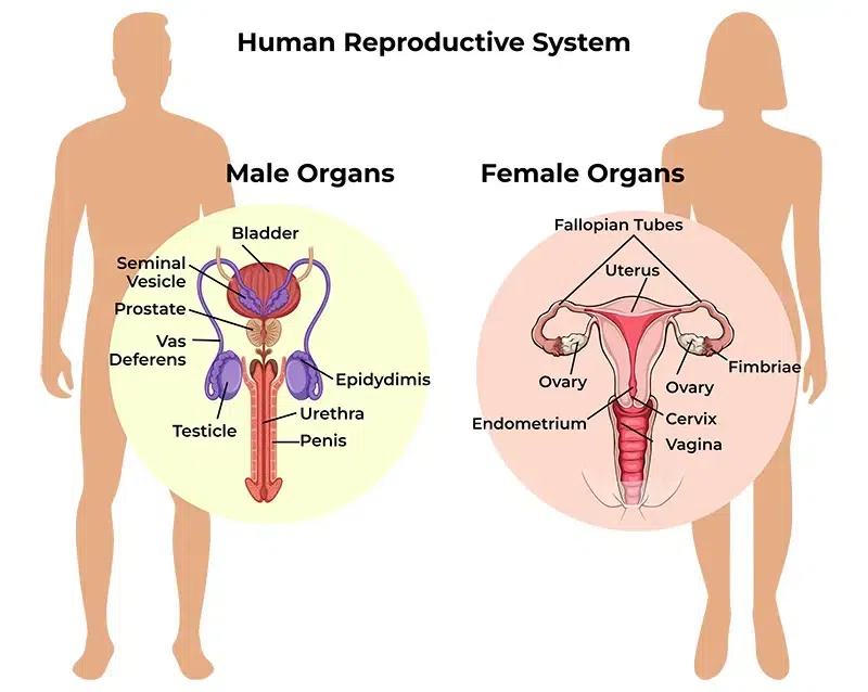 womens body parts diagram