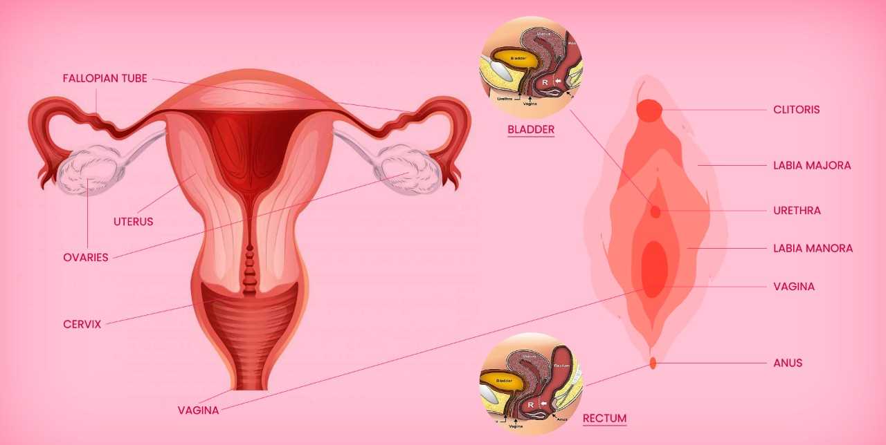 womens body parts diagram