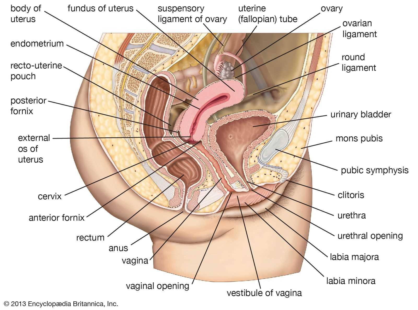 womens body parts diagram