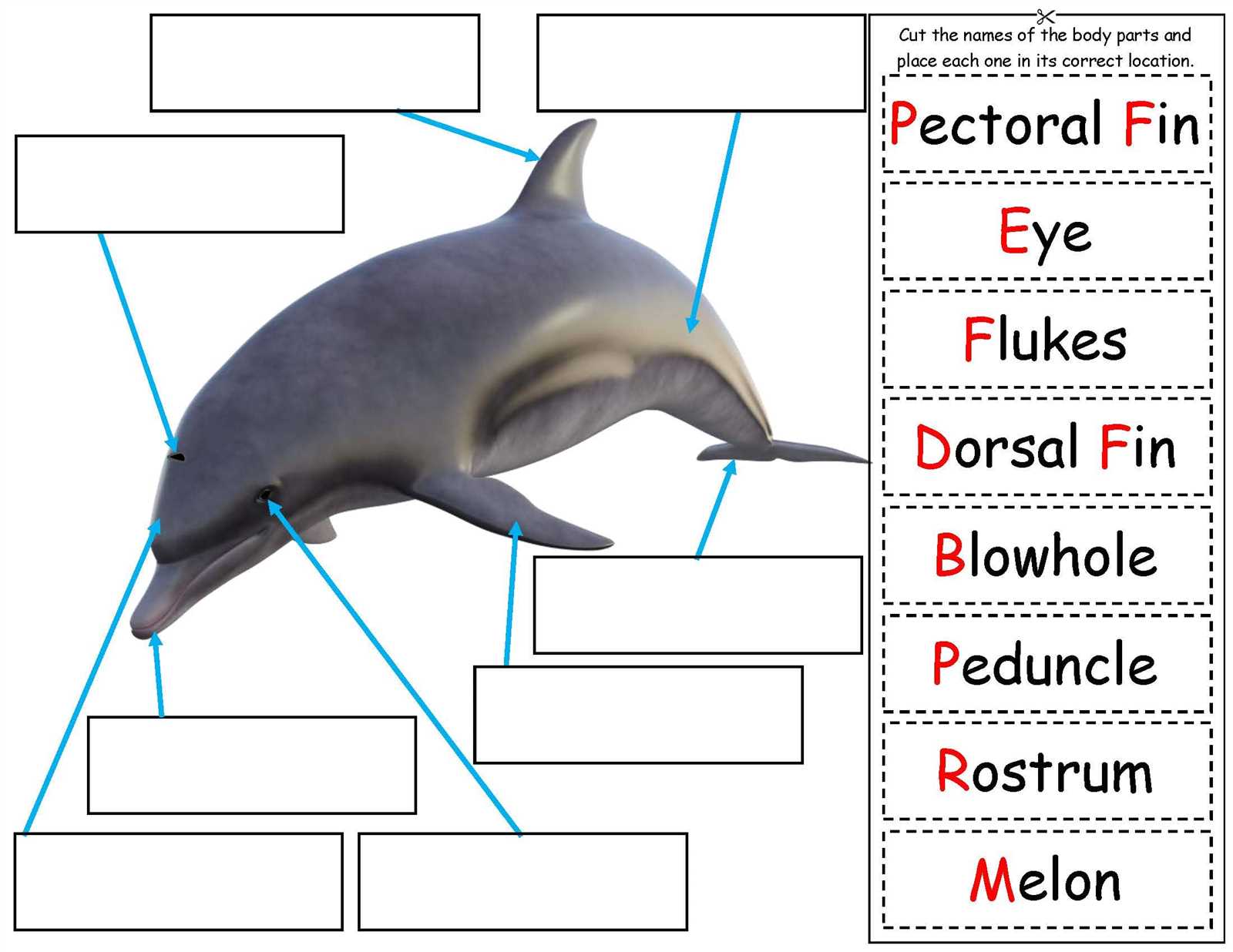 dolphin body parts diagram