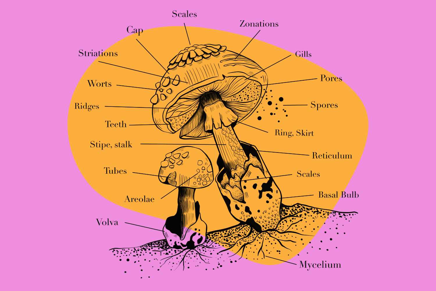 parts of mushroom diagram