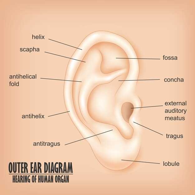 parts of the external ear diagram