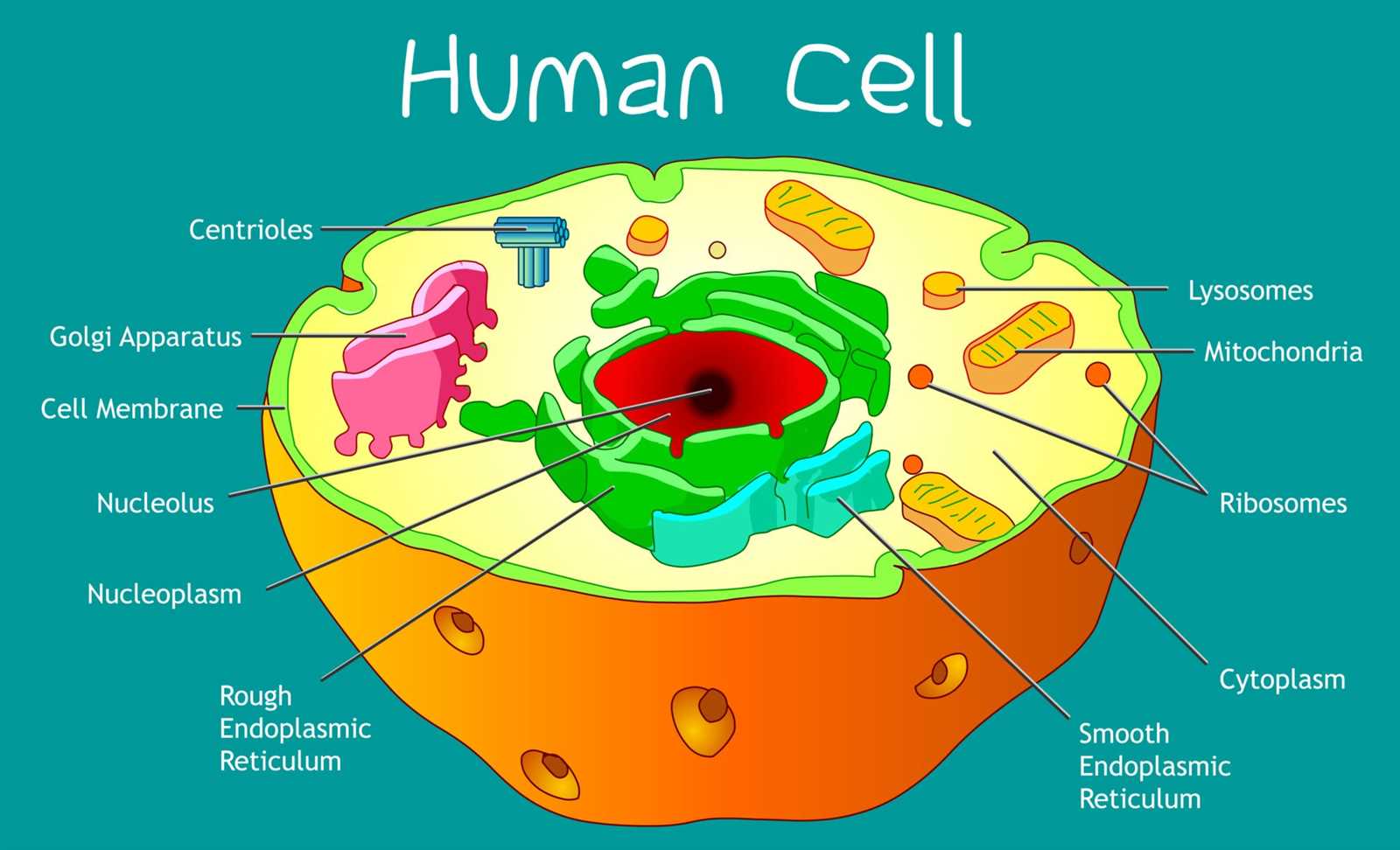 parts of a cell diagram quiz